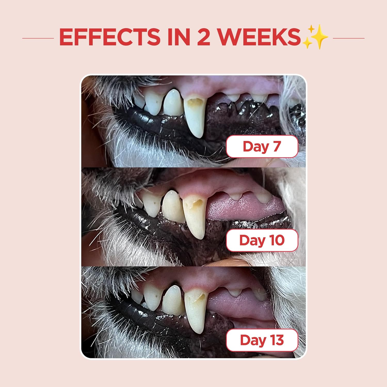 JAYU PET Dental Care Brush (Edge Bristles) 1ea - Micro Round Head Dog Toothbrush, Cat Toothbrush, Dental Care, Perfect for Kitten & Small Breed with End-tuft Diagonal-Shaped Bristle & Easy Grip Handle - Pet Explorer