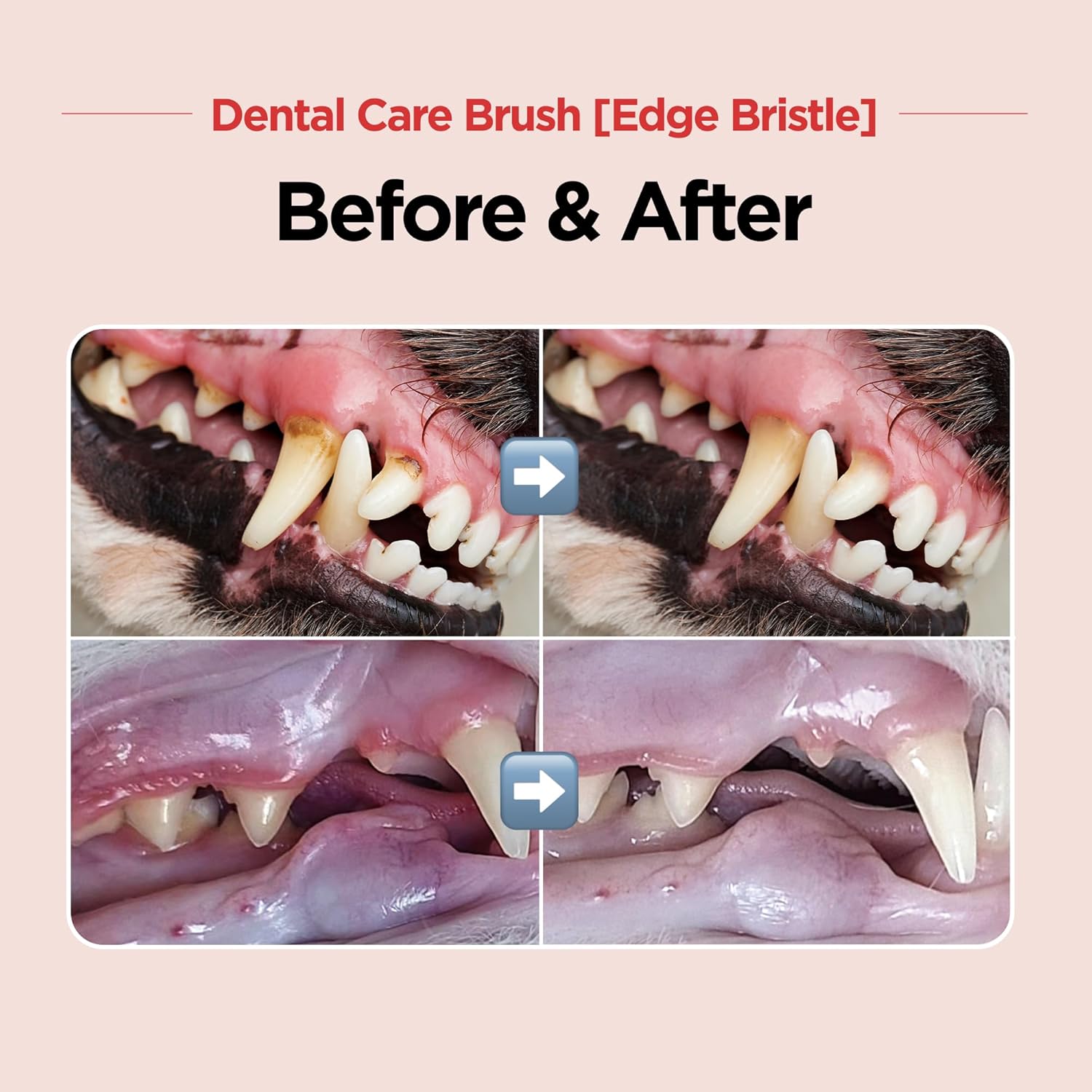 JAYU PET Dental Care Brush (Edge Bristles) 1ea - Micro Round Head Dog Toothbrush, Cat Toothbrush, Dental Care, Perfect for Kitten & Small Breed with End-tuft Diagonal-Shaped Bristle & Easy Grip Handle - Pet Explorer
