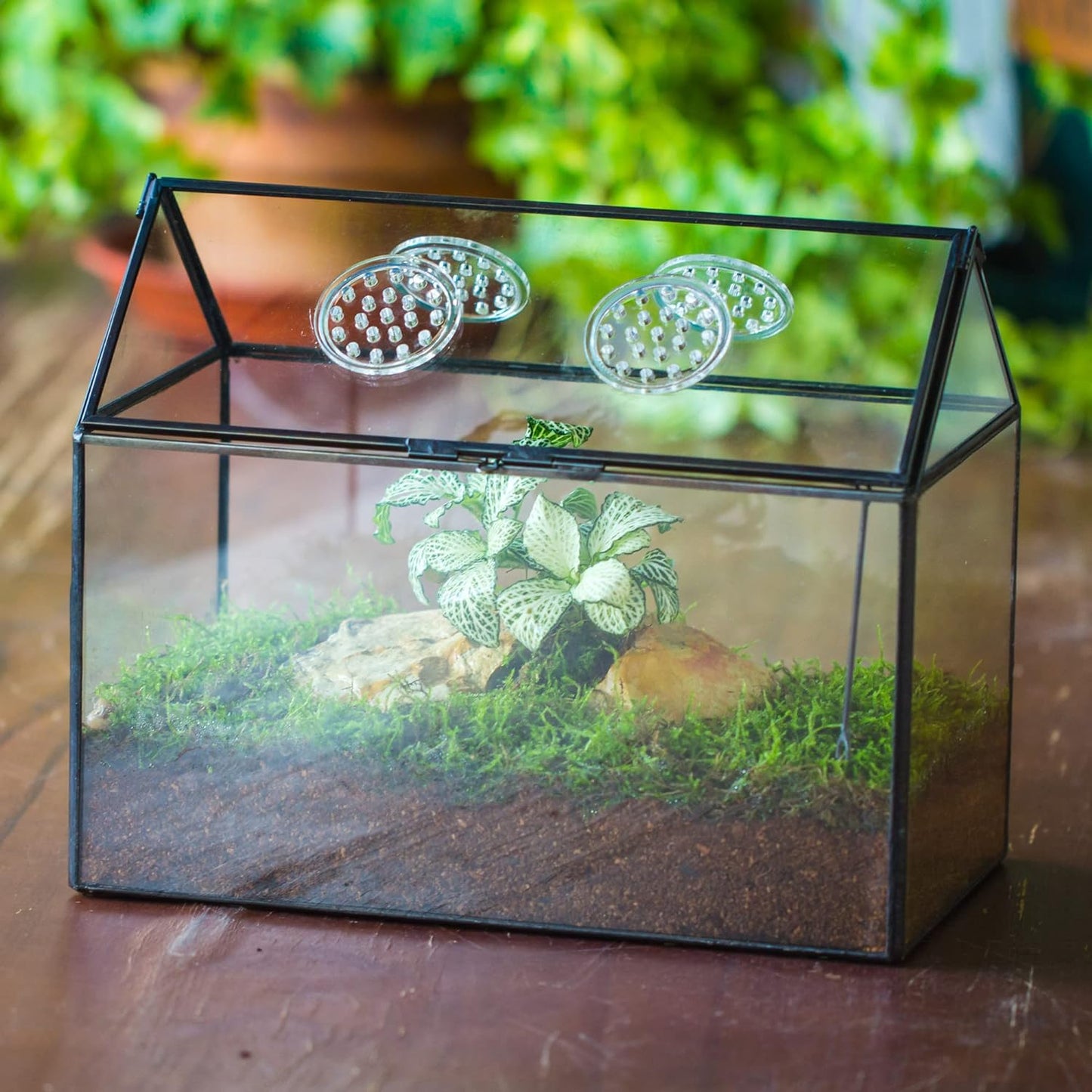 NCYP Glass Terrarium with Lid and Air Holes for Snails, Succulents Plants, Small Cactus - 10.2" x 5.9" x 8.2" House Shape Geometric Clear Box, Indoor Tabletop Decor Black (Terrarium Only) - Pet Explorer