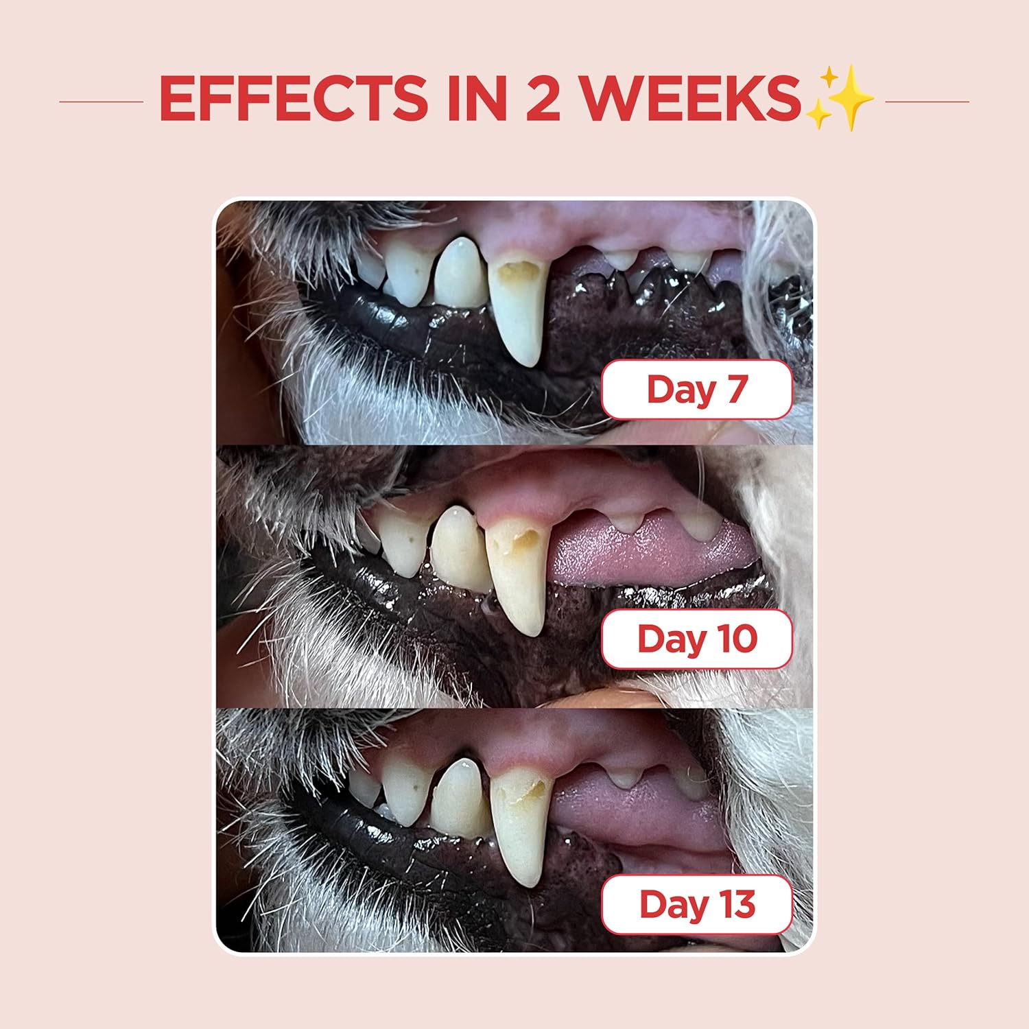 JAYU PET Dental Care Brush (Edge Bristles) 3ea - Micro Round Head Dog Toothbrush, Cat Toothbrush, Dental Care, Perfect for Kitten & Small Breed with End-tuft Diagonal-Shaped Bristle & Easy Grip Handle - Pet Explorer