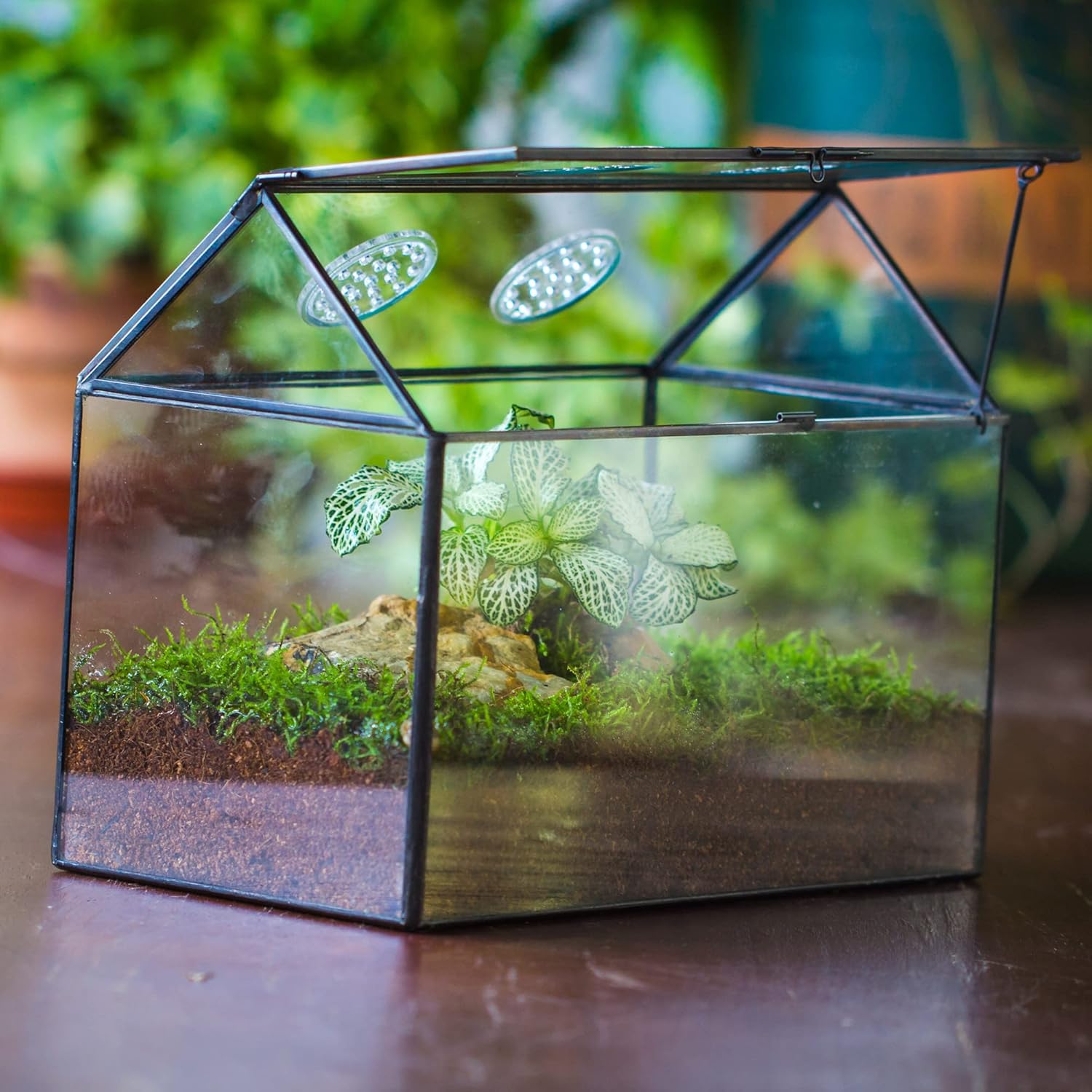 NCYP Glass Terrarium with Lid and Air Holes for Snails, Succulents Plants, Small Cactus - 10.2" x 5.9" x 8.2" House Shape Geometric Clear Box, Indoor Tabletop Decor Black (Terrarium Only) - Pet Explorer