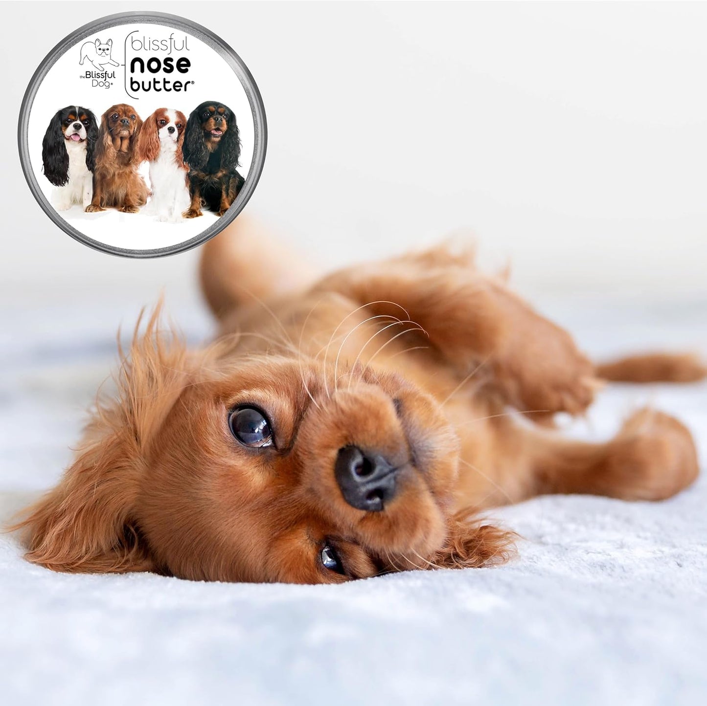 The Blissful Dog Cavalier King Charles Spaniel Unscented Nose Butter - Dog Nose Butter, 4 Ounce - Pet Explorer