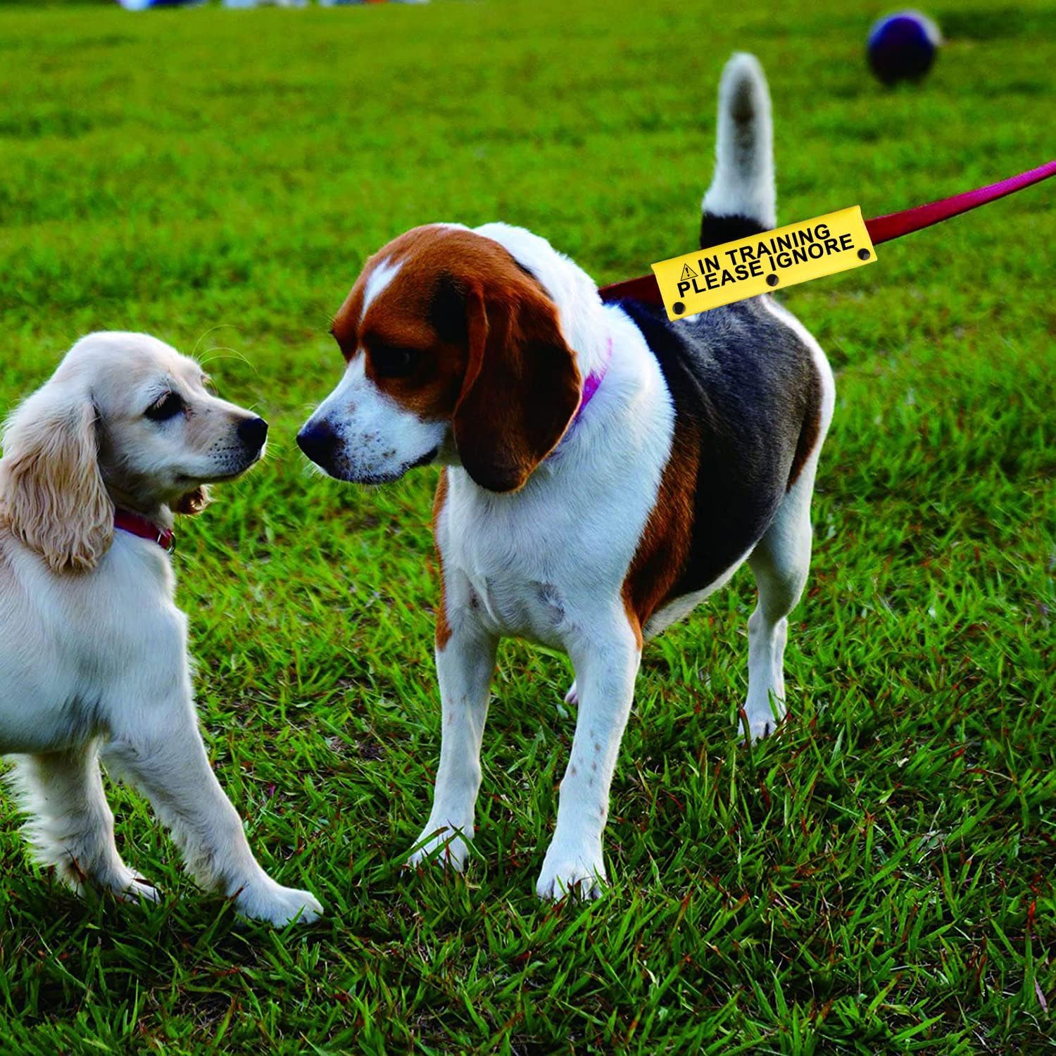 Funny Dog Leash Sleeve in Training Please Ignore Dog Leash Wrap Sleeve Alert Tag Pet Birthday Gift (Training Please Ignore-YE Sleeve) - Pet Explorer