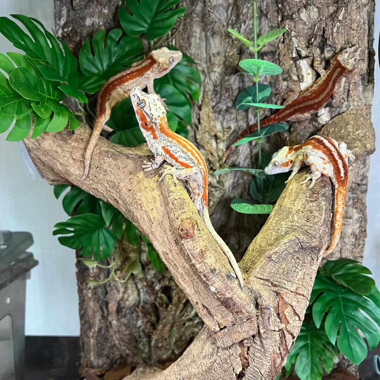 Tfwadmx 2Pcs Terrarium Cork Bark Background, 11.8"x7.8" Thickened Reptile Tank Tree Backdrop Wall Decor Habitat Climbing Mat Decoration for Lizard, Turtle, Gecko, Bearded Dragon, Frog, Chameleon - Pet Explorer
