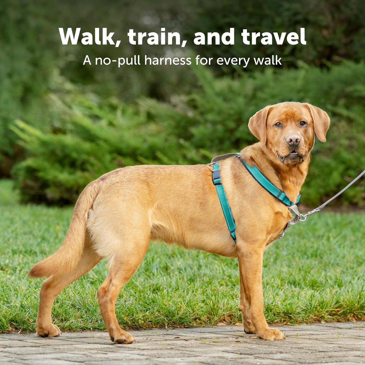 PetSafe 3 in 1 Dog Harness - No Pull Solution for Dogs - Reflective Dog Harness - Front D-Ring Clip Helps Stop Pulling - Comfortable Padded Straps - Top Handle Enhances Control - Teal - Medium - Pet Explorer