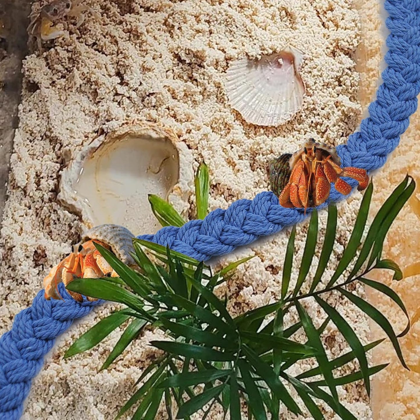 2PCS Hermit Crab Climbing Toys,Hermit Crab Rope Ladder Decor Reptile Hanging Vines Toys Hermit Crab Supplies Reptiles Habitat Tank Terrarium Accessories for Lizard Leopard Gecko Tree Frog(Blue) - Pet Explorer