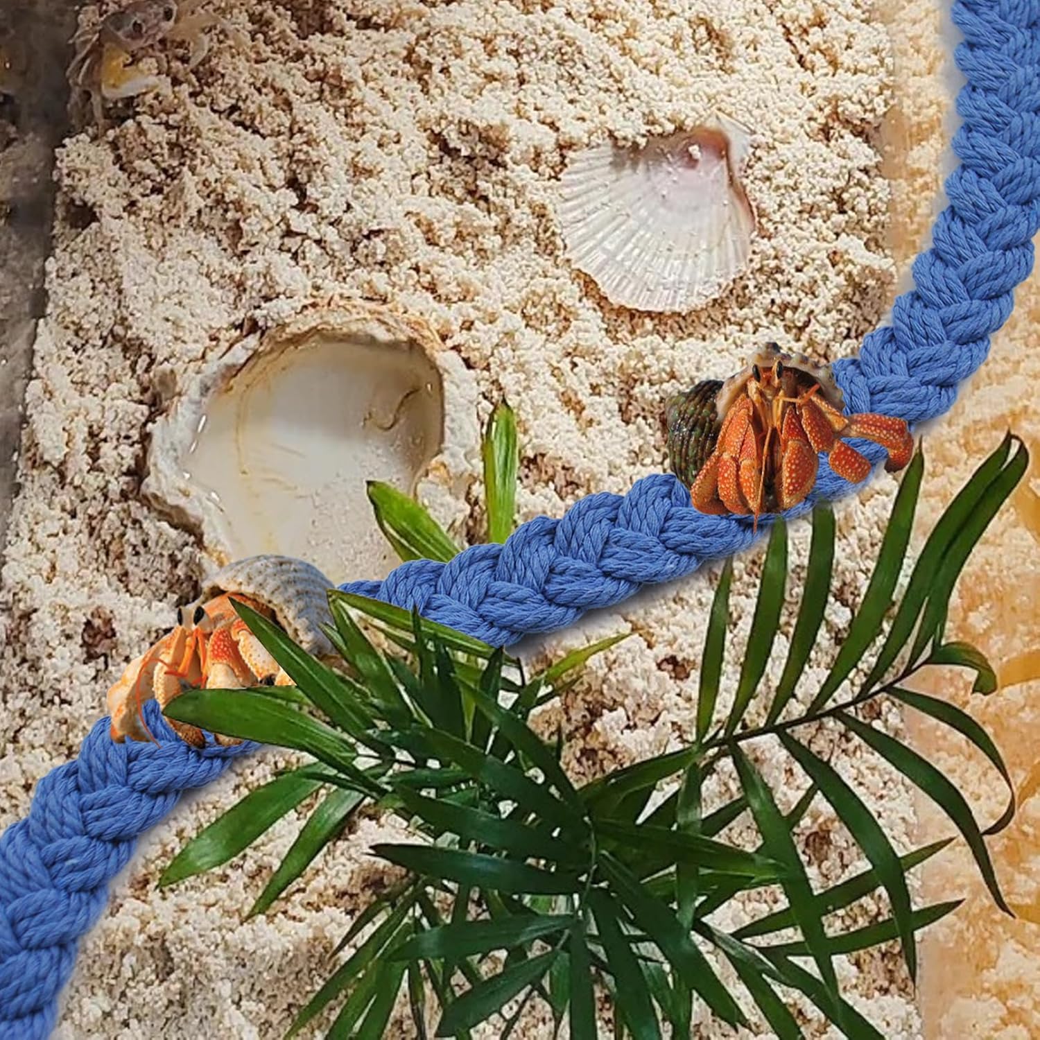 2PCS Hermit Crab Climbing Toys,Hermit Crab Rope Ladder Decor Reptile Hanging Vines Toys Hermit Crab Supplies Reptiles Habitat Tank Terrarium Accessories for Lizard Leopard Gecko Tree Frog(Blue) - Pet Explorer
