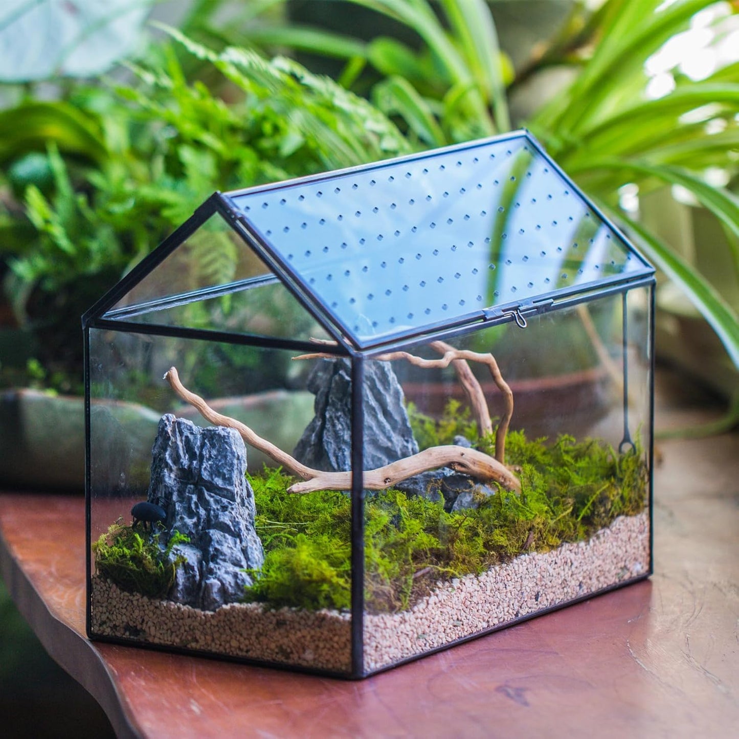 NCYP House Shape Glass Terrarium with Acrylic Lid - 10.2x5.9x8.2 Inches Large Geometric Box for Snails, Ferns, Succulents, Air Plants, Indoor Tabletop Decor, Handmade (Terrarium Only) - Pet Explorer