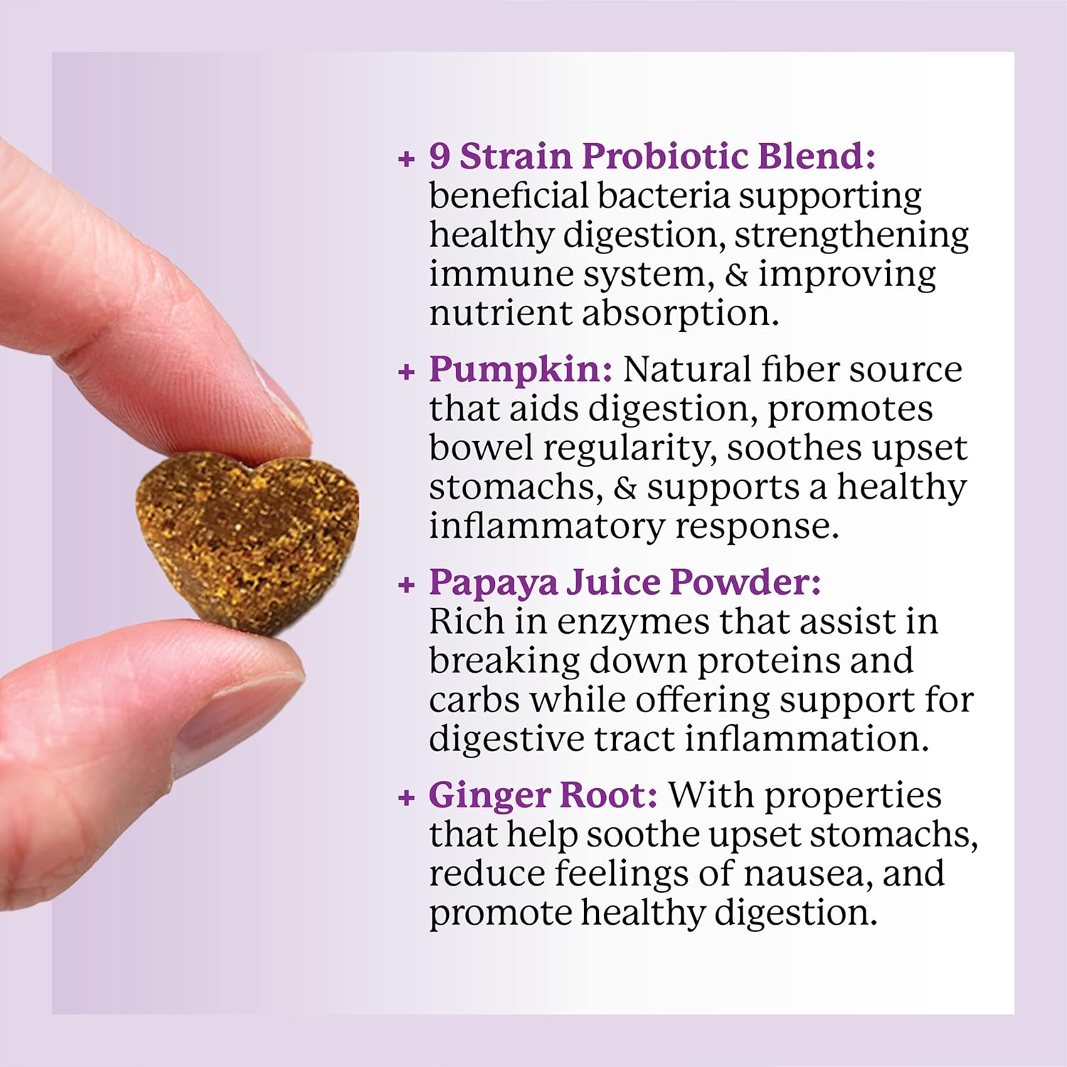 Dr. Harvey's Digestive Probiotic Soft Chews for Dogs, 7 Probiotics for Gut Health, Diarrhea and Bowel Support, Peanut Butter Flavor (90 Chews) - Pet Explorer