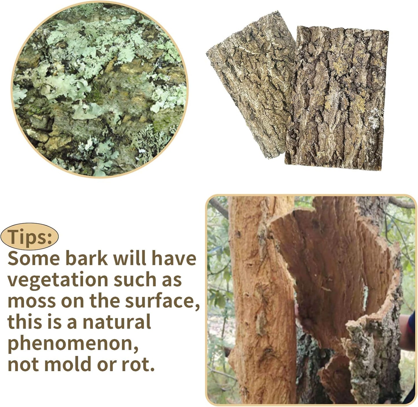 Fhiny 2 PCS Cork Bark Background, 11.6" x 7.7" Natural Cork Bark for Reptiles Tank Backdrop Reptile Climbing Wall Terrarium Decor Accessories for Turtle Beared Dragon Chameleon Snake - Pet Explorer