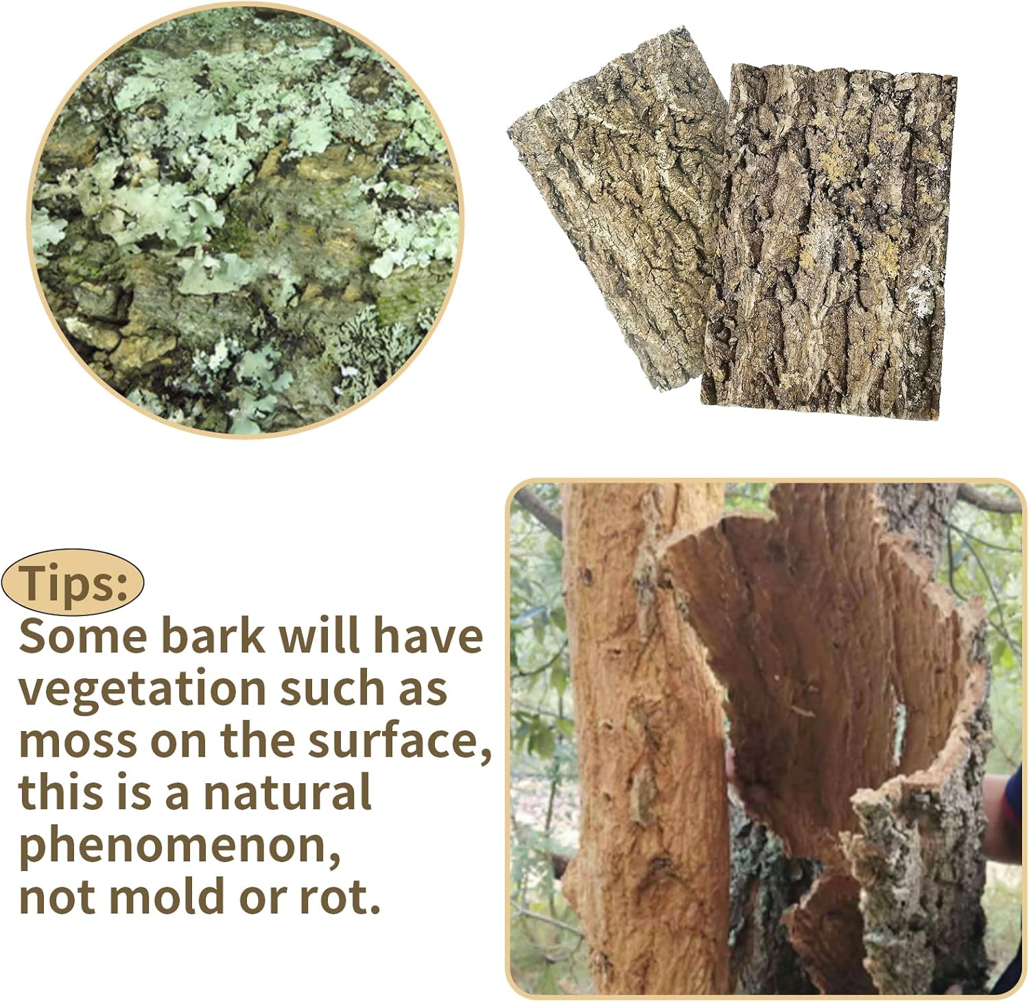 Fhiny 2 PCS Cork Bark Background, 11.6" x 7.7" Natural Cork Bark for Reptiles Tank Backdrop Reptile Climbing Wall Terrarium Decor Accessories for Turtle Beared Dragon Chameleon Snake - Pet Explorer
