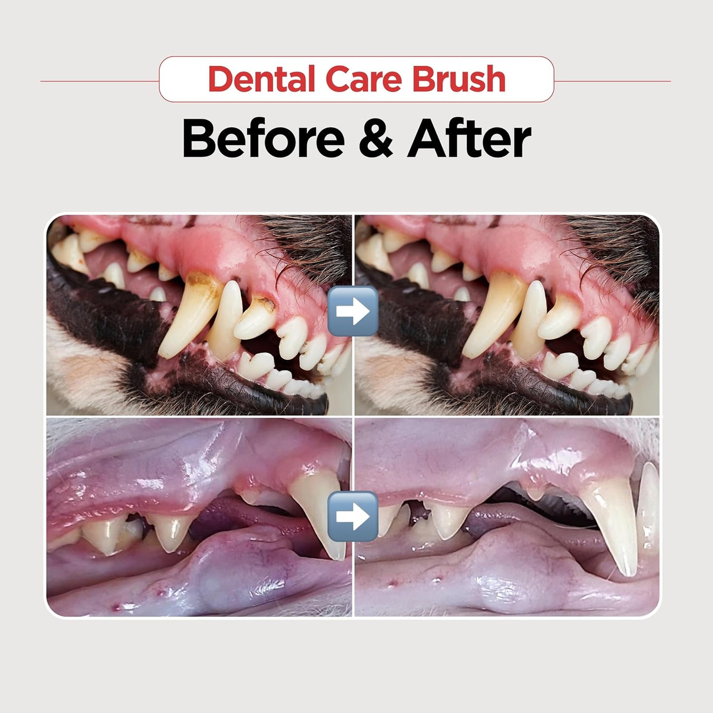 JAYU PET Dental Care Brush [Soft&Firm&Edge Bristles] - Toothbrush for Cat and Small Dogs, Removing Old Plaque and Tartar, Cat Dental Care, Cats Teeth Brushing & Easy Cleaning - Pet Explorer