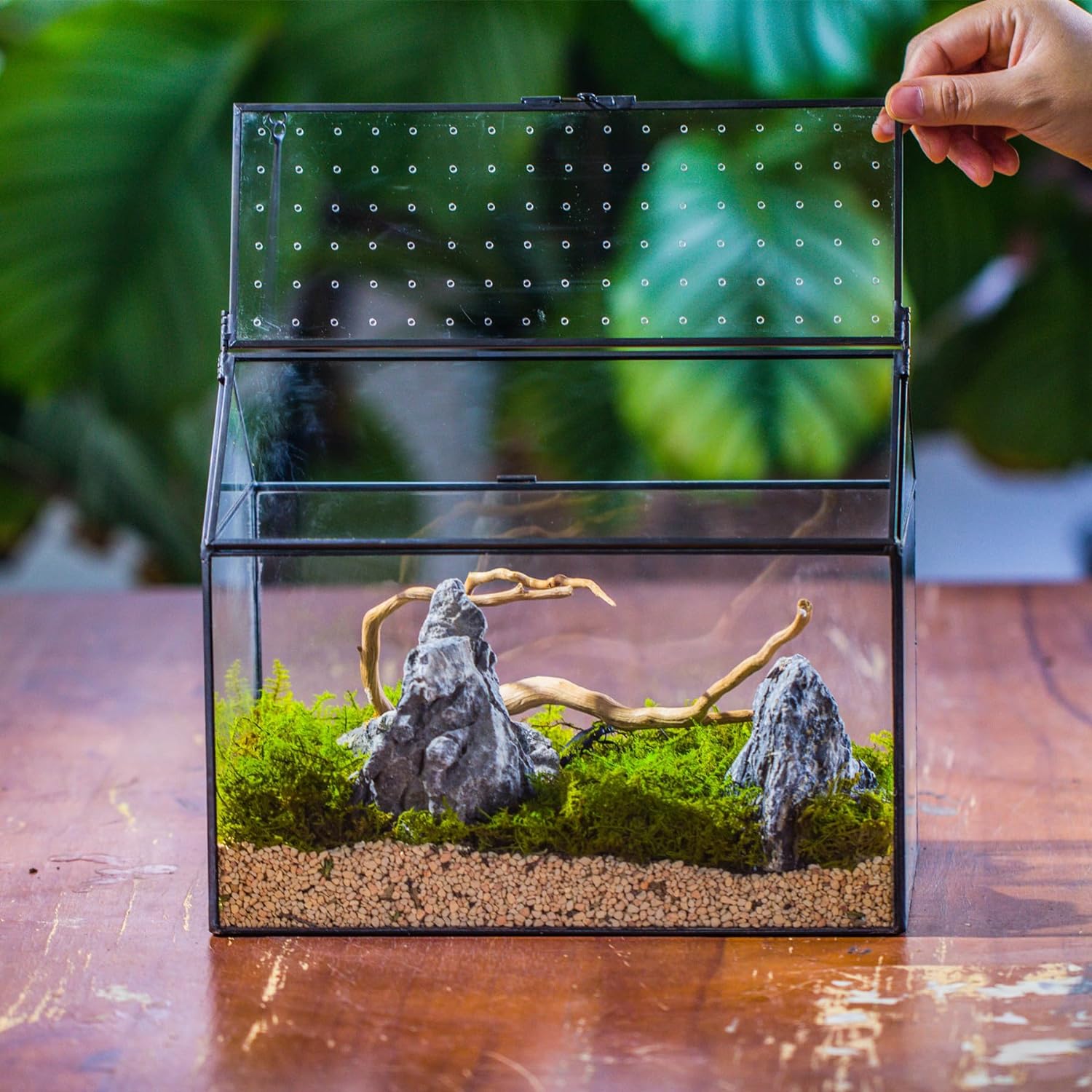 NCYP House Shape Glass Terrarium with Acrylic Lid - 10.2x5.9x8.2 Inches Large Geometric Box for Snails, Ferns, Succulents, Air Plants, Indoor Tabletop Decor, Handmade (Terrarium Only) - Pet Explorer