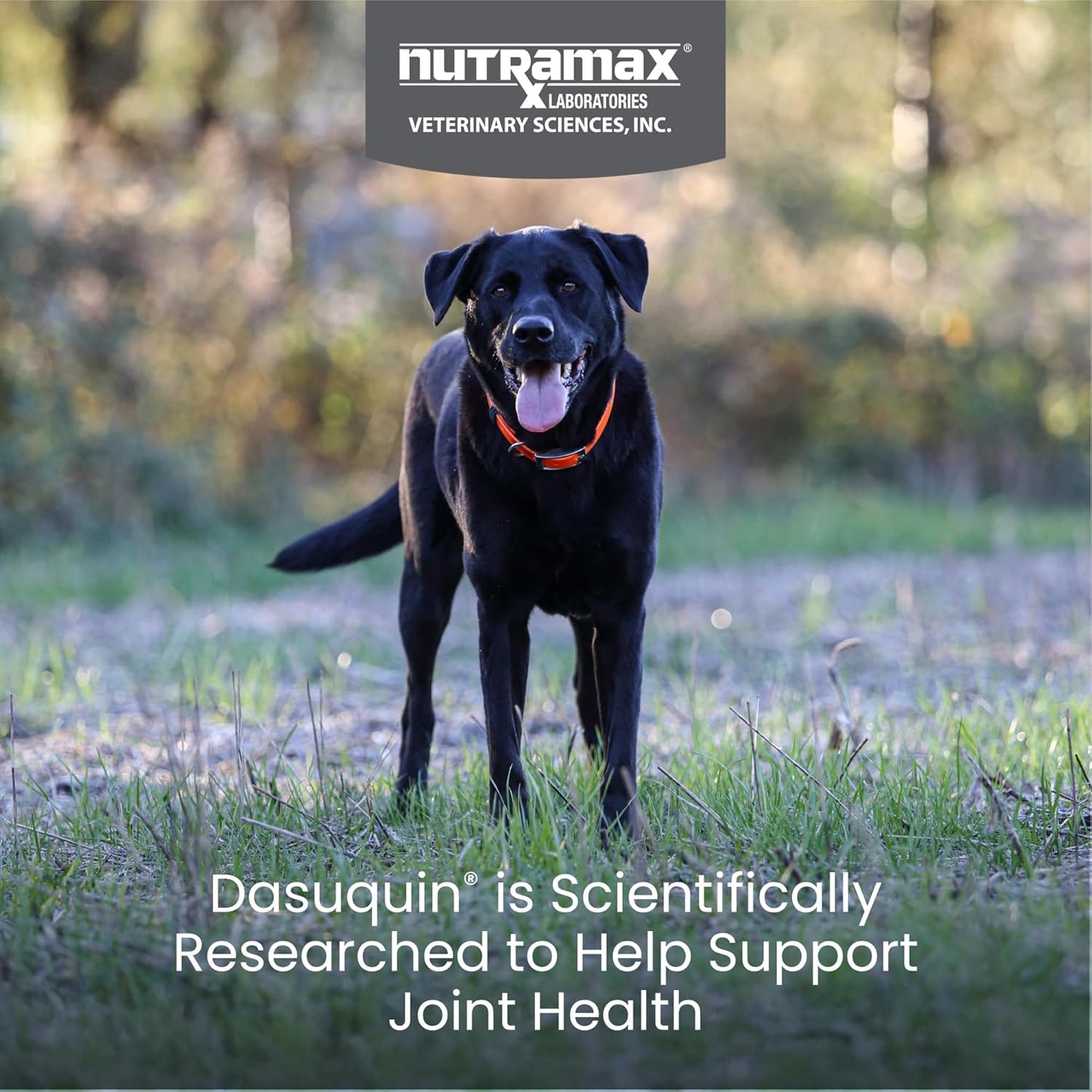 Nutramax Laboratories Dasuquin Joint Health Supplement for Large Dogs - With Glucosamine, Chondroitin, ASU, Boswellia Serrata Extract, and Green Tea Extract, 84 Soft Chews, DASL84SC - Pet Explorer