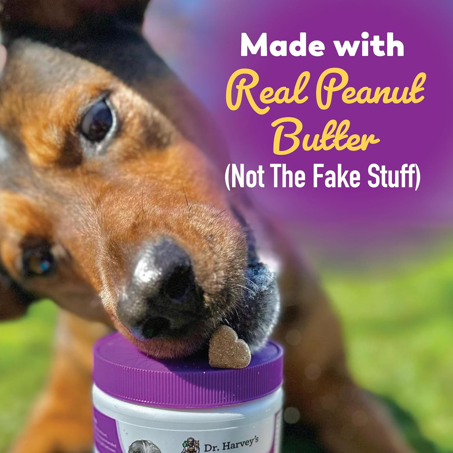 Dr. Harvey's Digestive Probiotic Soft Chews for Dogs, 7 Probiotics for Gut Health, Diarrhea and Bowel Support, Peanut Butter Flavor (90 Chews) - Pet Explorer