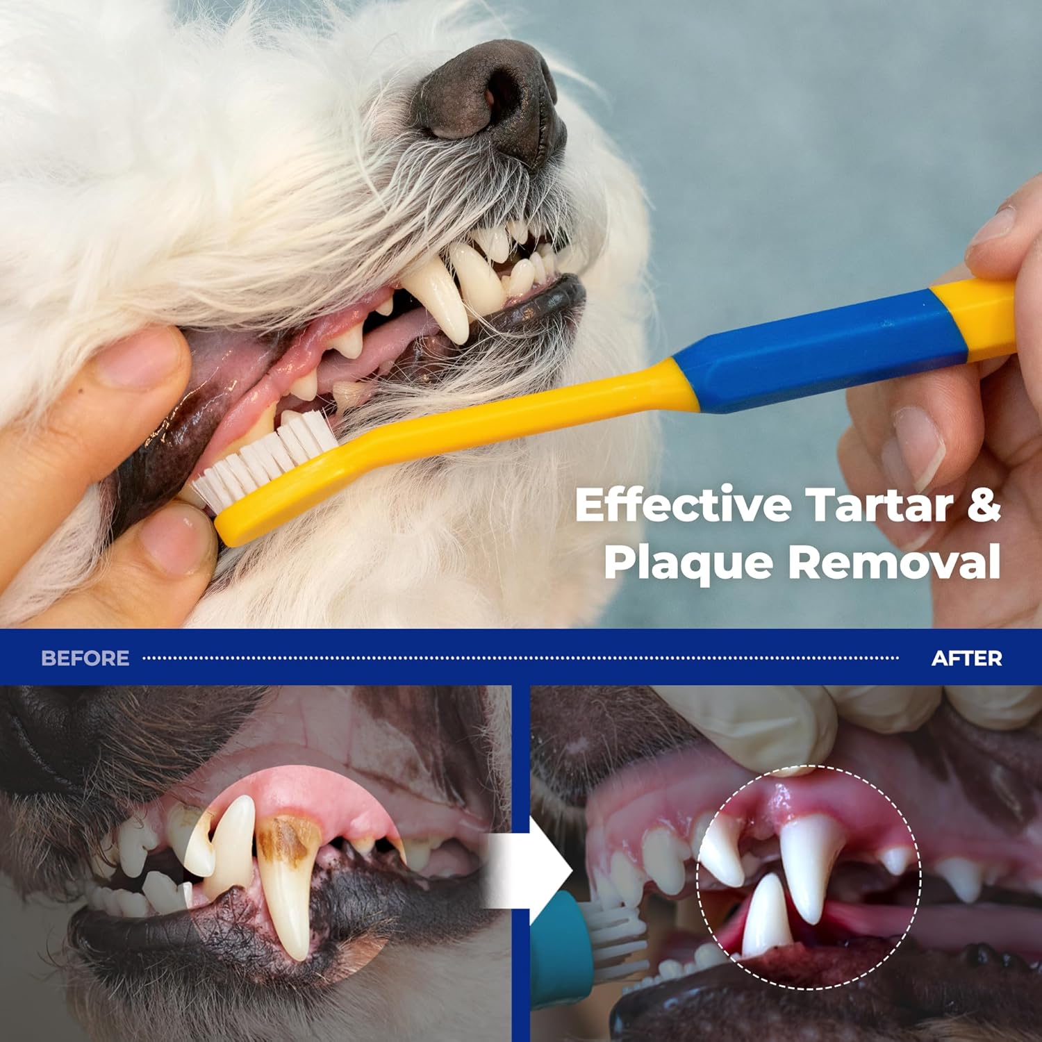 PETHROOM] Pet Toothbrush | Dogs and Cats Teeth Brushing Cleaning Tooth Care | Soft Bristle Cleaning Toothbrush for Dog Puppy Cat, Removing Old Plaque and Tartar (Medium) - Pet Explorer