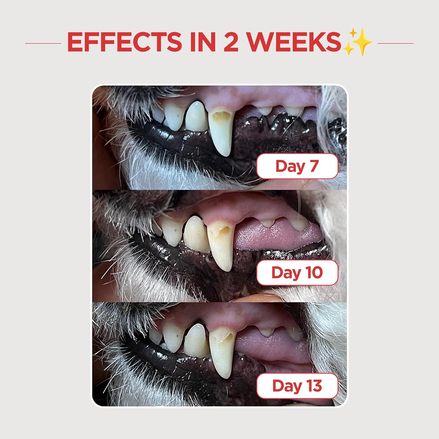JAYU PET Dental Care Brush [Soft&Firm&Edge Bristles] - Toothbrush for Cat and Small Dogs, Removing Old Plaque and Tartar, Cat Dental Care, Cats Teeth Brushing & Easy Cleaning - Pet Explorer