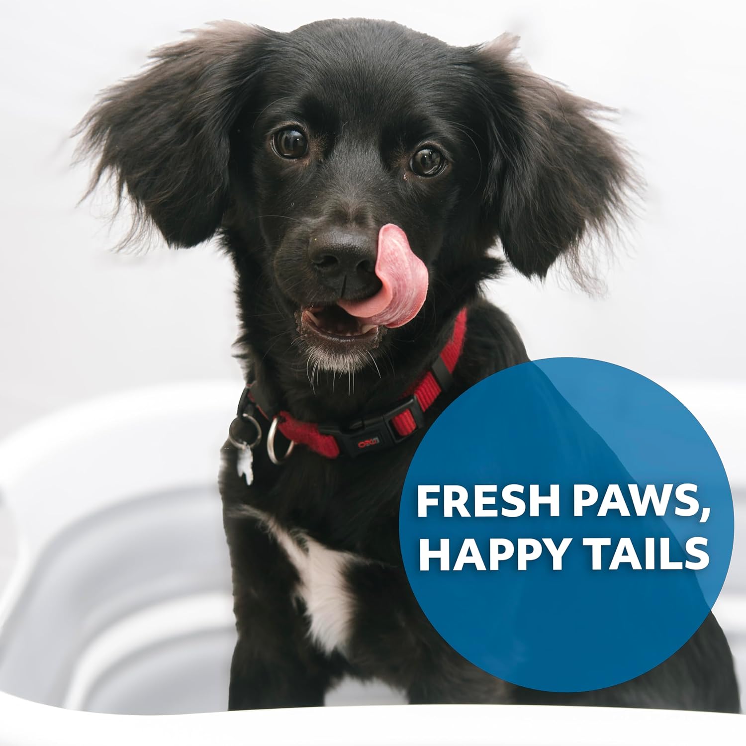 Smoochie 2 in 1 Dog Bathtub Washing Station, Elevated Pet Bath Tub, Collapsible and Portable Bathtub for Dogs, Cats Bathing, Shower and Grooming, Indoor and Outdoor - Pet Explorer