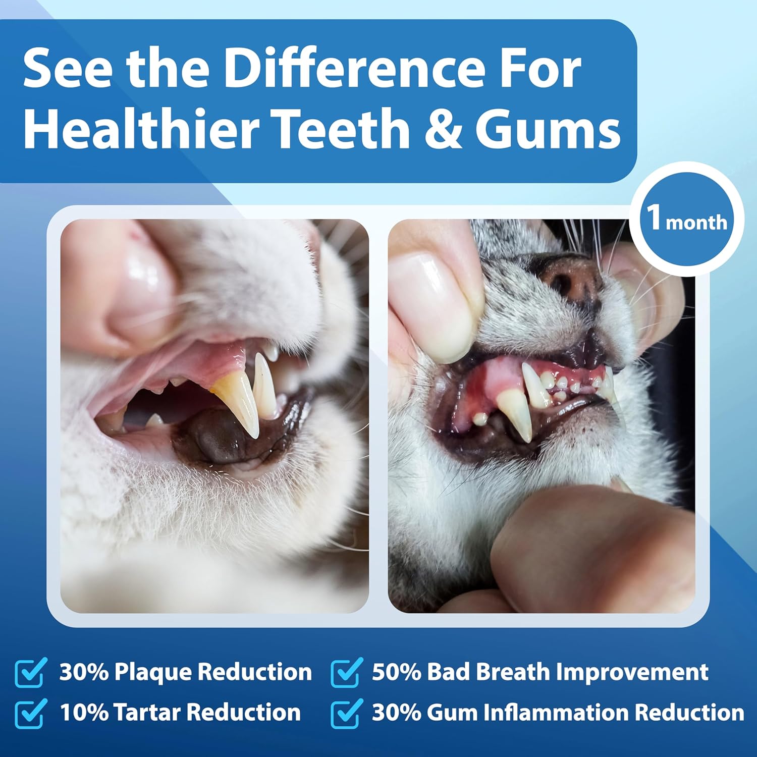 Cat Dental Care Powder Bad Breath Treatment for Cats Teeth, Mouth, Gums & Gut, Plaque Off,Tartar Control, Help Feline Gingivitis and Stomatitis, with Natural Extracts & Probiotics - Pet Explorer
