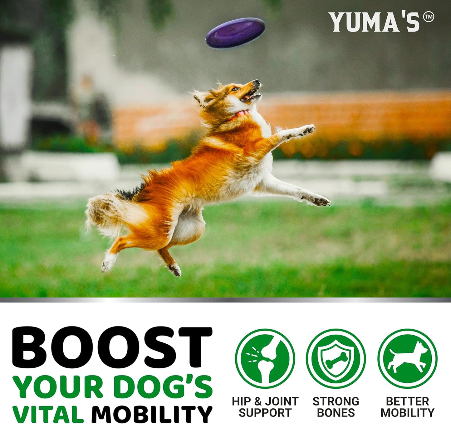 YUMA'S Glucosamine for Dogs - Hip and Joint Supplement for Dogs - 170 Ct - Glucosamine Chondroitin Chews - Joint Pain Relief Supplement with MSM - Advanced Health - Mobility Support - Made in USA - Pet Explorer