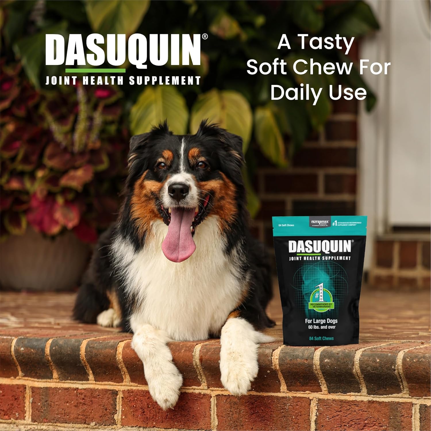 Nutramax Laboratories Dasuquin Joint Health Supplement for Large Dogs - With Glucosamine, Chondroitin, ASU, Boswellia Serrata Extract, and Green Tea Extract, 84 Soft Chews, DASL84SC - Pet Explorer