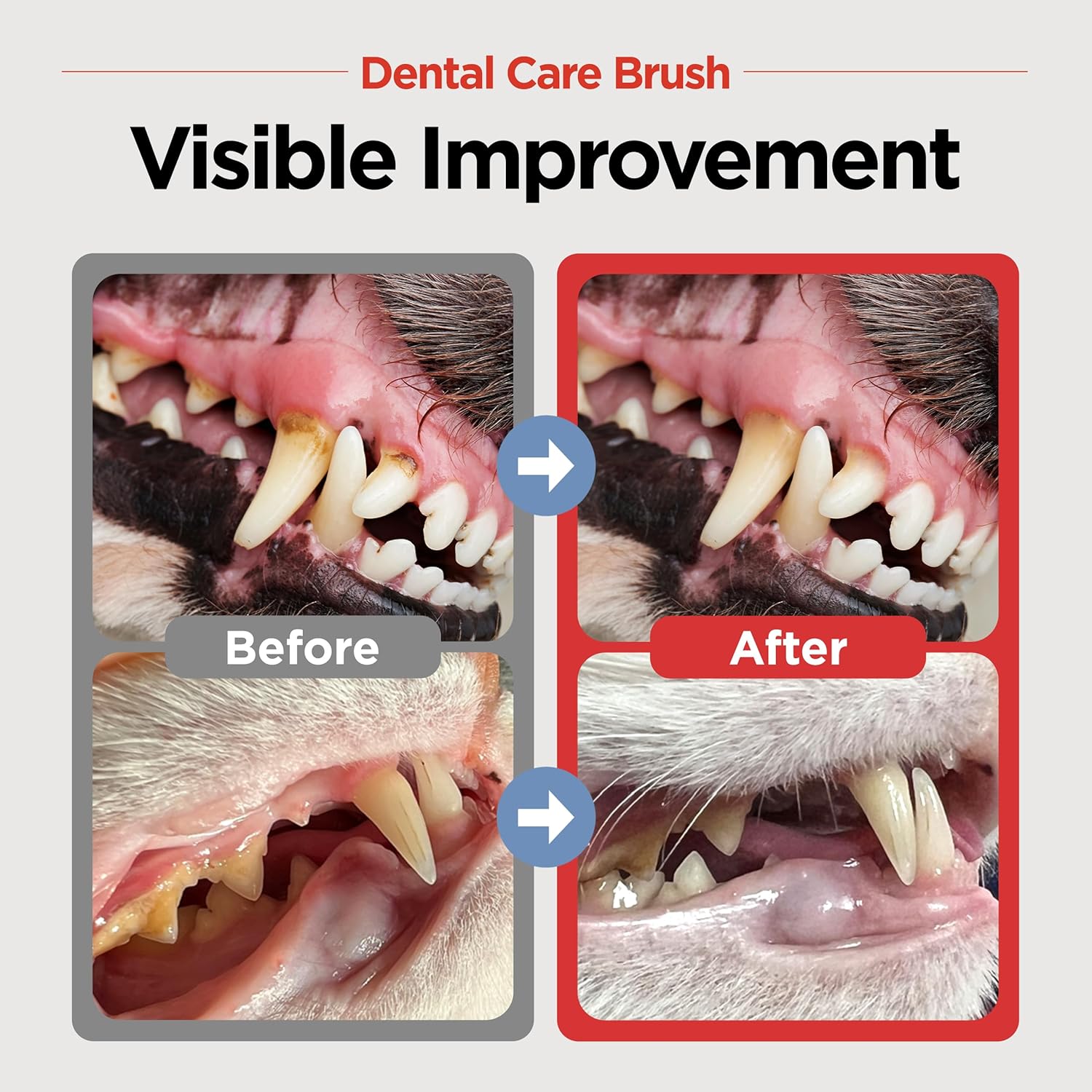 JAYU PET Dental Care Brush (Soft Bristles) 1ea - Dog Toothbrush, Cat Toothbrush, Dental Care for Kitten and Small Dogs, Removing Old Plaque and Tartar, Cat Teeth Brushing & Easy Cleaning - Pet Explorer