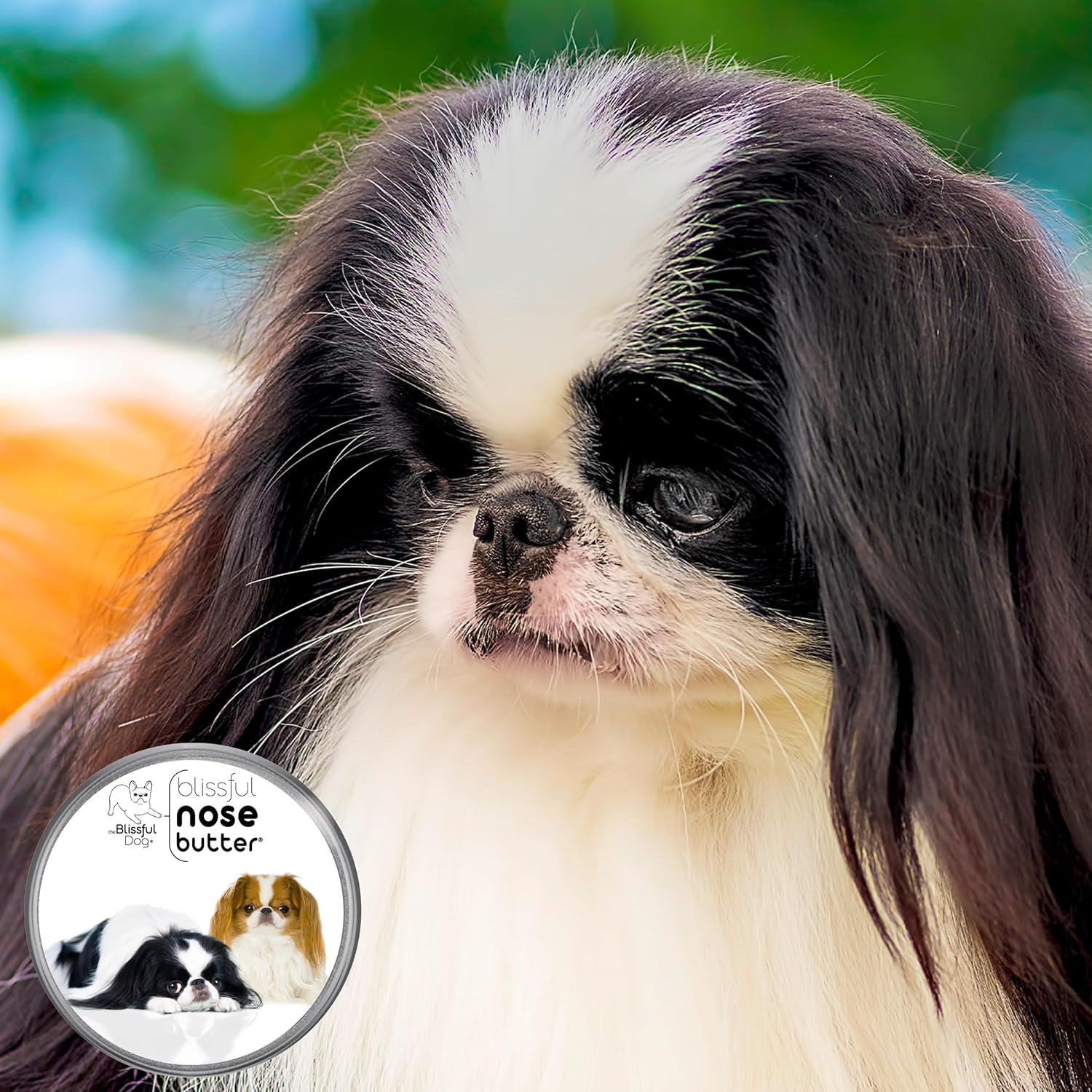 The Blissful Dog Japanese Chin Nose Butter for Dry, Cracked Skin, Lick-Safe Dog Nose Balm with Moisturizing Shea Butter, Almond, Olive, and Essential Oils, Pet Supplies, Uncented, 8 oz. - Pet Explorer