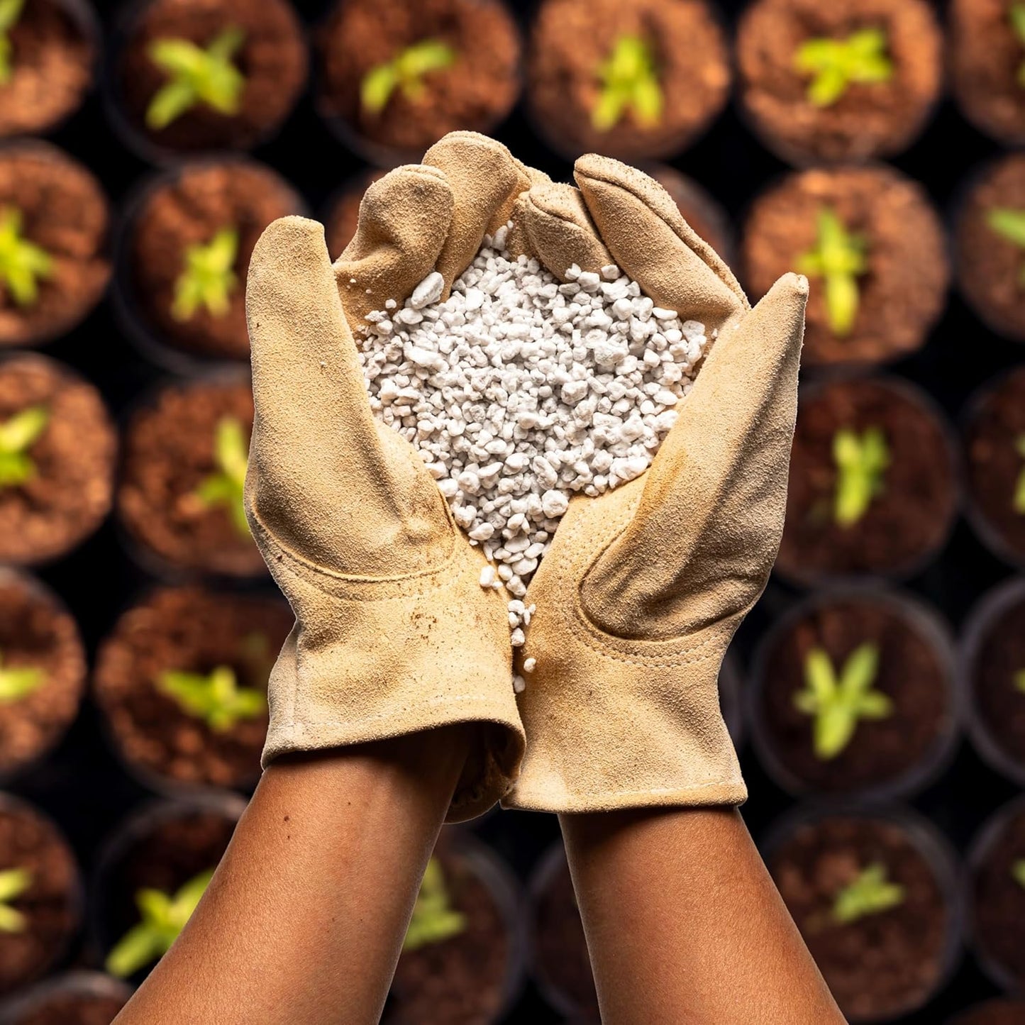 Perlite Bliss (24 Qts) - Organic Perlite for Plants - Coarse Perlite Bulk Soil Amendment - Chunky Perlite for Plants, Potting Soil, Garden Soil, & Coco Coir - Horticultural Perlite for Gardening - Pet Explorer