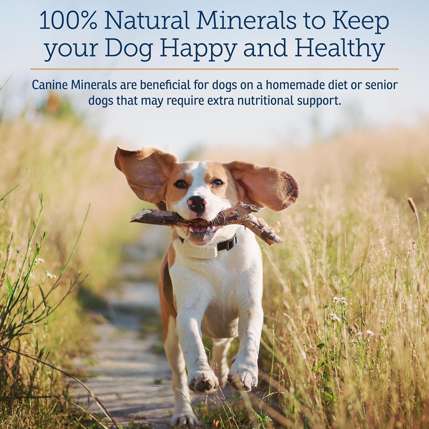 Rx Vitamins Canine Minerals - Essential Minerals for Dogs - Calcium, Magnesium, Iron Supplement, Bone and Joint Supplement for K9, Immune Support - 16oz - Pet Explorer