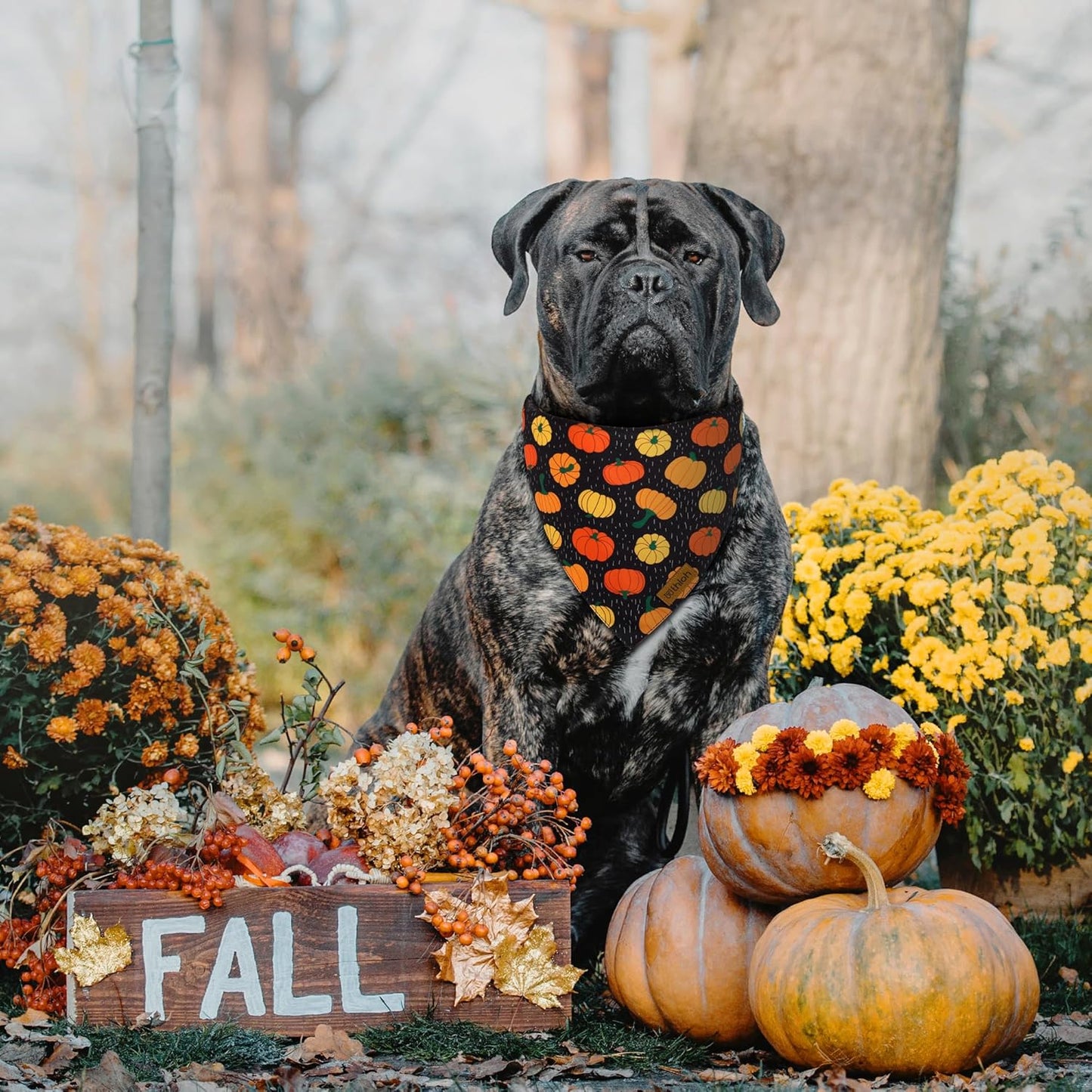 Fall Dog Bandanas - 2 Pack Halloween Thanksgiving Dog Bandana | Reversible Pumpkin and Leaf Pet Scarf for Boy & Girl | Premium Durable Fabric | Holiday Bandana for Small and Medium Dogs (Small)