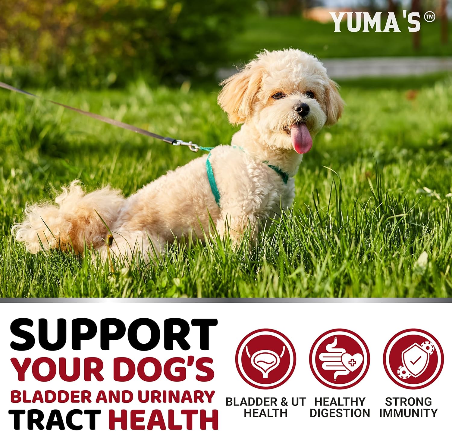 Dog UTI Treatment - 170 Treats - Cranberry Supplement for Dogs - Bladder Control - Urinary Tract Infection Treatment - UTI Medicine Multivitamin - Vitamins and Supplements - Made in USA - Pet Explorer