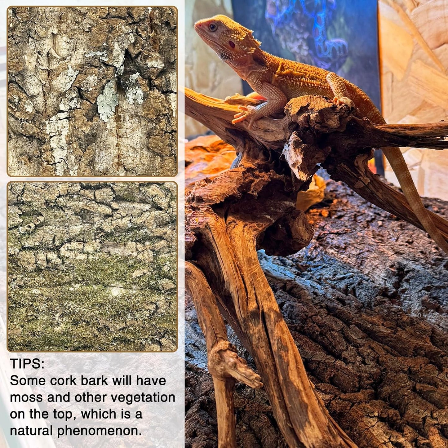 Fhiny 6 PCS Cork Bark Background, 11.6" x 7.7" Natural Cork Bark for Reptiles Bearded Dragon Climbing Backdrop Terrarium Habitat Wall Decor Accessories for Turtle Gecko Lizard Snake Spider Frog - Pet Explorer