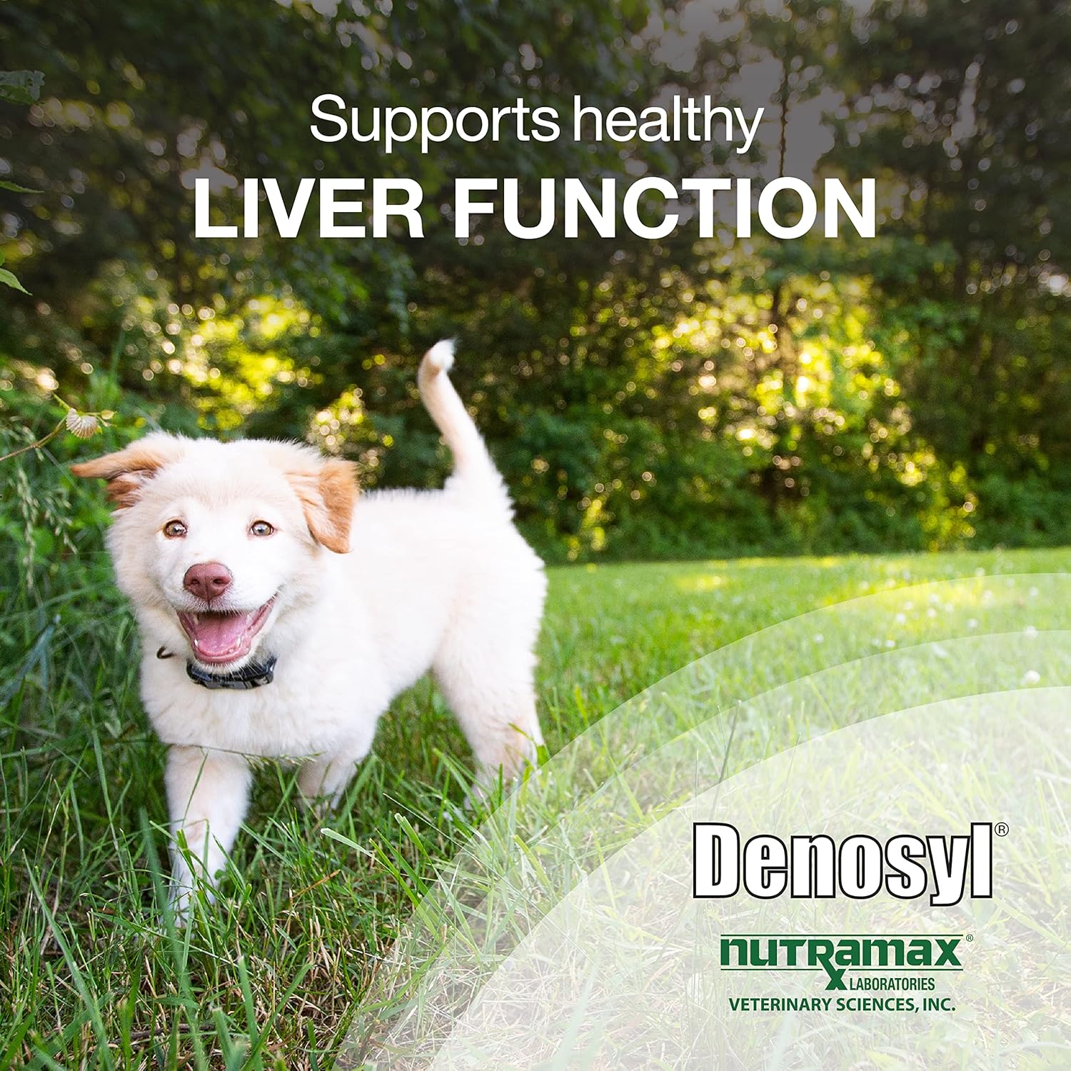 Nutramax Denosyl Liver and Brain Health Supplement for Medium Dogs - With S-Adenosylmethionine (SAMe), 30 Tablets - Pet Explorer