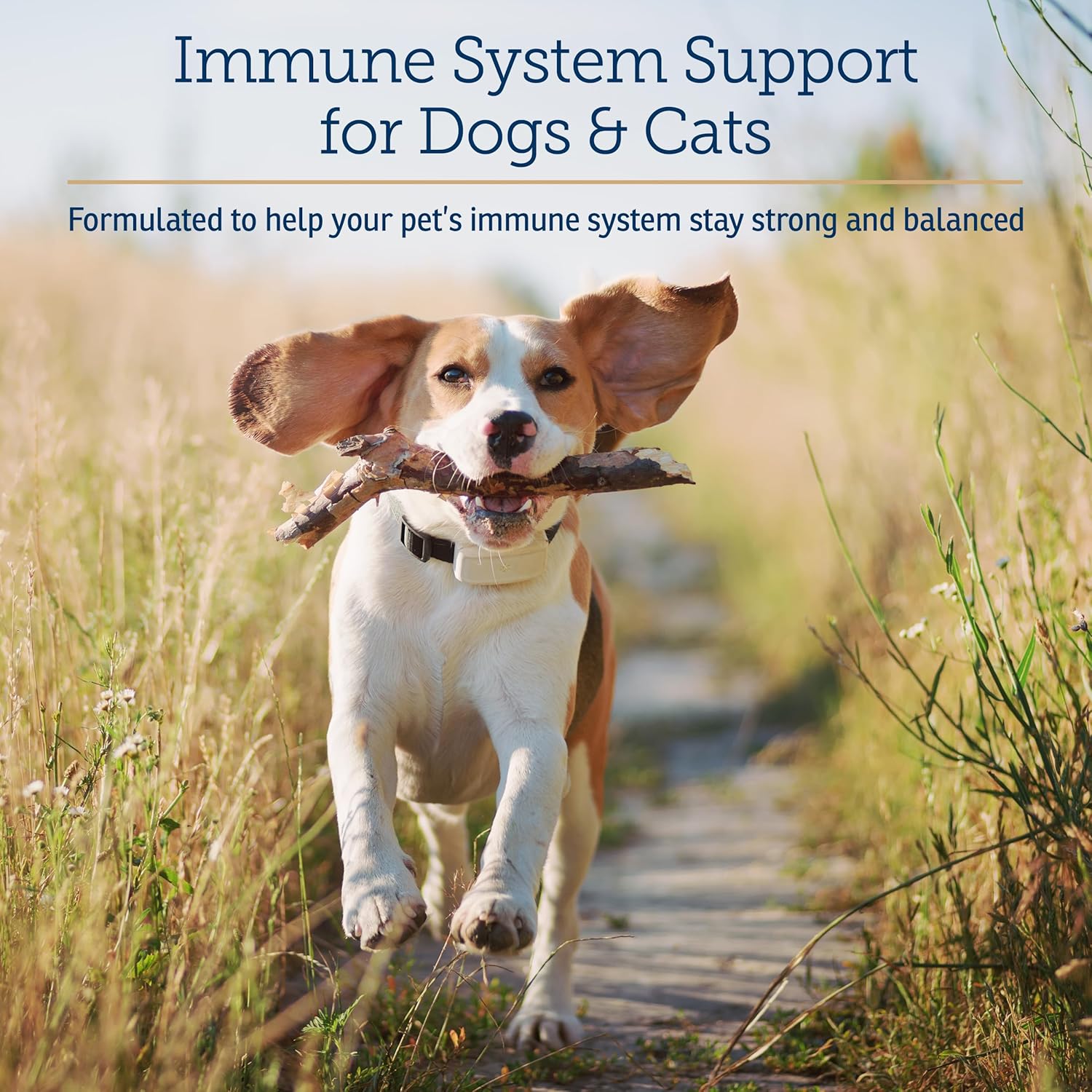 Rx Vitamins CurcuWIN - Curcumin for Dogs & Cats - Vitamins and Supplements, Allergy Relief - Provides Immune Support & Aids Digestive Support - Joint Supplement - 90ct - Pet Explorer
