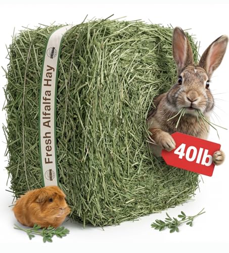 Premium Alfalfa Hay for Rabbits & Guinea Pigs (40 Pound (Pack of 1))