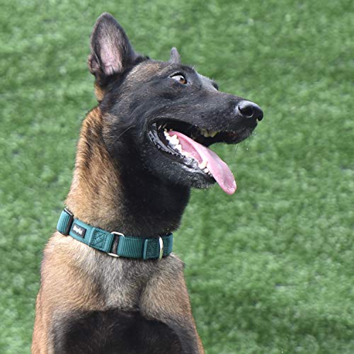 Martingale Dog Collar (Small / Dark Green)