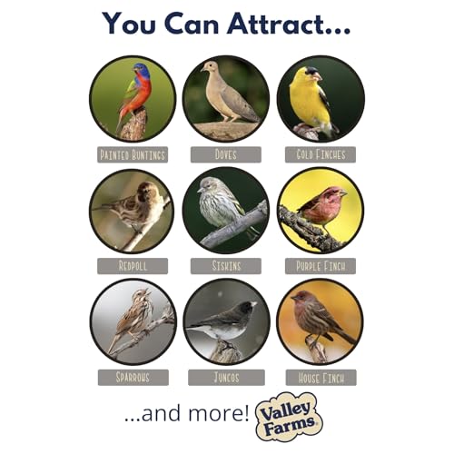 White Millet Wild Bird Seed (20 Pound (Pack of 1))