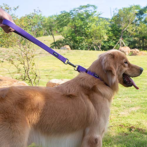 Martingale Dog Collar (Small / Ultra violet)