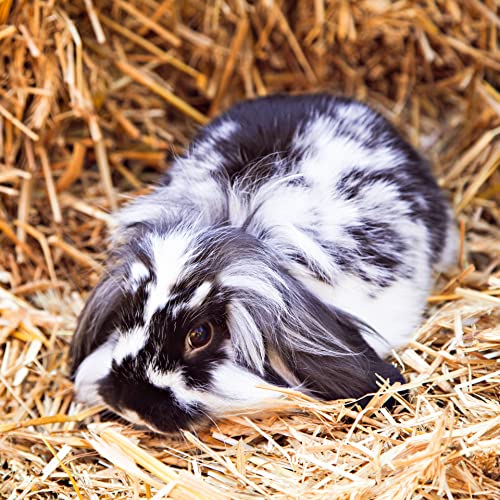 Organic Oat Hay for Small Pets (15 Ounce (Pack of 1))
