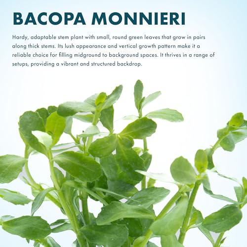 Live Aquarium Stem Plants (Lead Bunch - 4 Pack / Bacopa Monnieri)