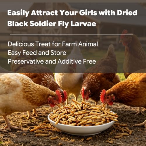 Dried Black Soldier Fly Larvae for Chickens Duck (1 Pound (Pack of 1))