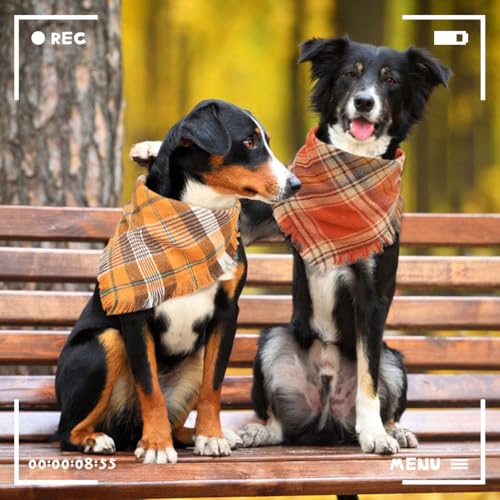 Fall Dog Bandana (X-Large / Fall)