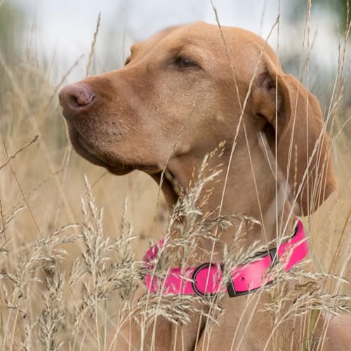 Biothane Waterproof Dog Collar Strong Coated Nylon Webbing with Black Hardware Odor (W1" x L22"-25" / Passionfruit Pink)