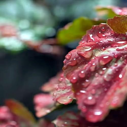 Fake Reptile Plants for Terrarium (Pink Heuchera Micrantha)