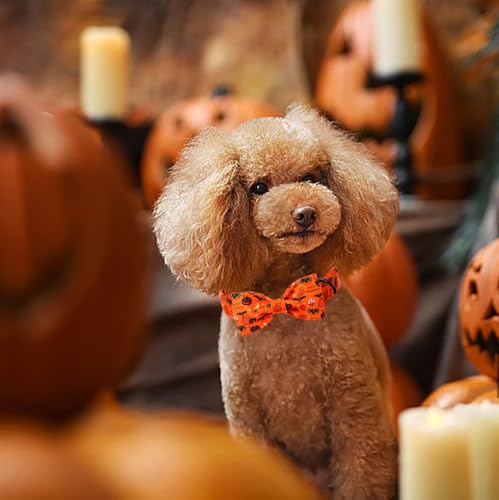 Fall Halloween Dog Collar (Medium (Pack of 1) / A:Hallows eve)