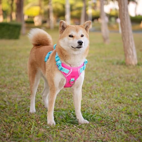 No Pull Dog Harness (Pink Base & Green Straps / Small)