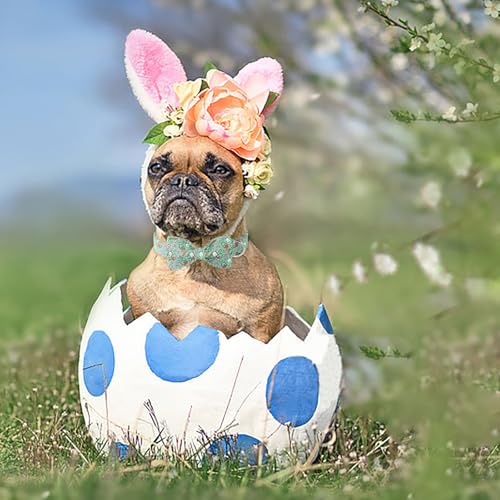 Easter Dog Collar (Green Basket Eggs / Medium (Pack of 1))