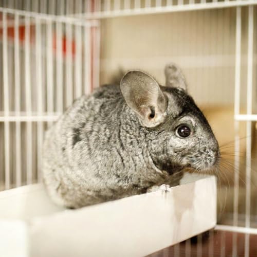 Chinchilla Food (10 Ounce (Pack of 1))