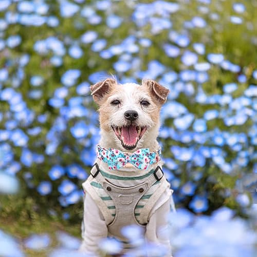Summer Dog Collar (Blue Rose / X-Large (Pack of 1))