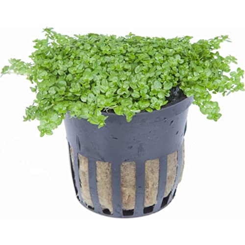 Foreground Potted Live Aquarium Plants (Potted Dwarf Baby Tears)